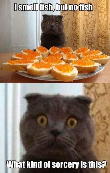 Confused cat is confused.....