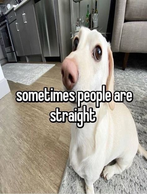 What the dog doin