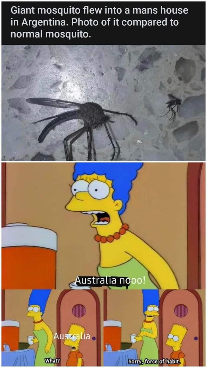 heh! my country doesn't have mosquitoes