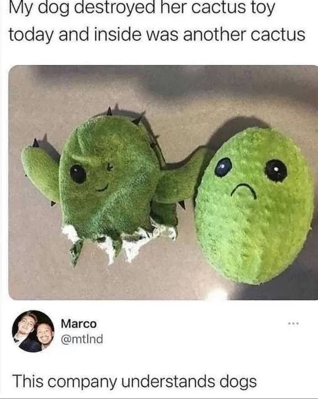 No more happy cactus