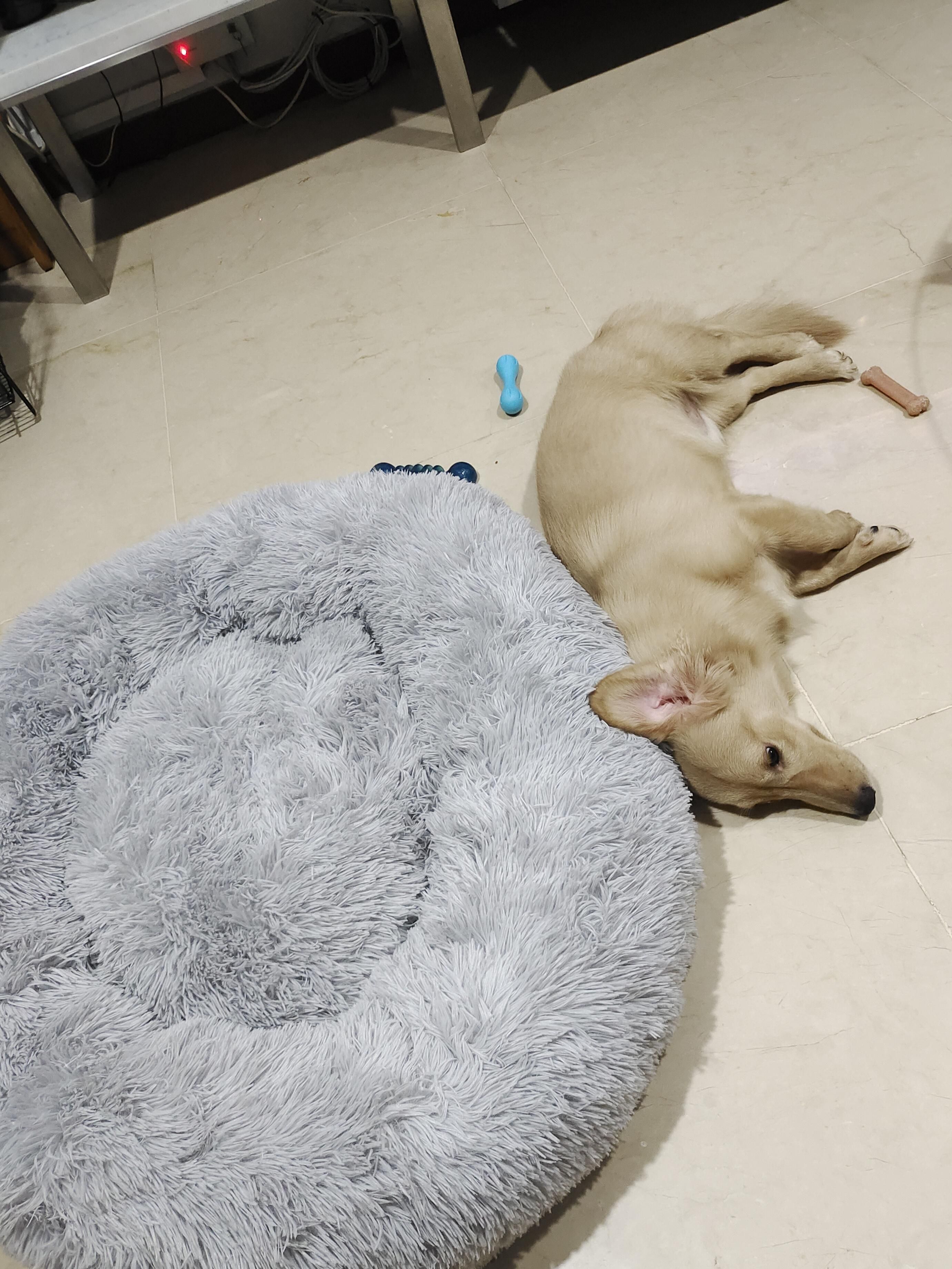 Bought a $200 bed... chooses the floor instead.