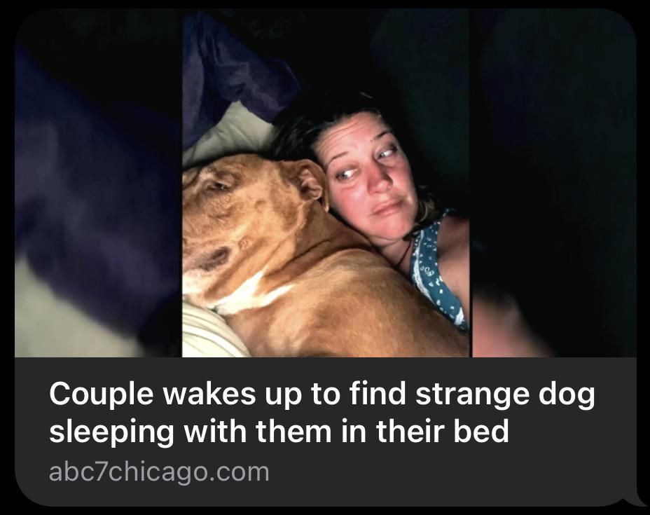 Dog wandered 2 miles from home and jumped in bed with his new family
