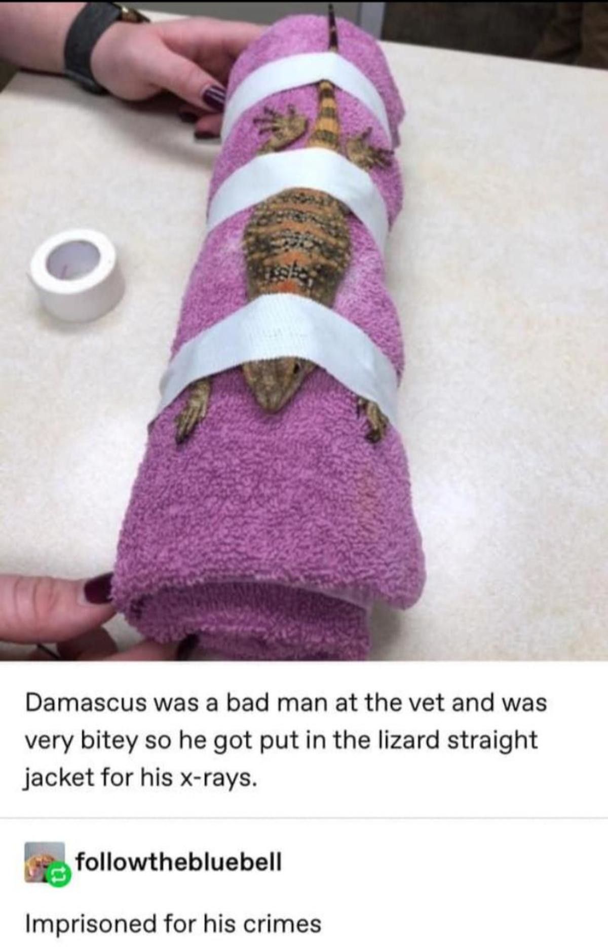Free Damascus. Demascus did nothing wrong