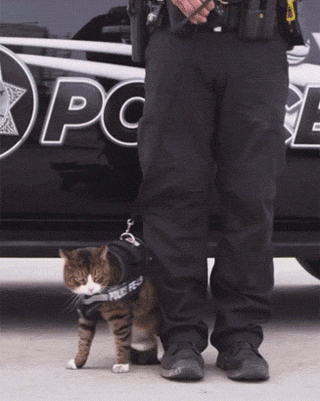 Do you know why there are police dogs but not police cats?