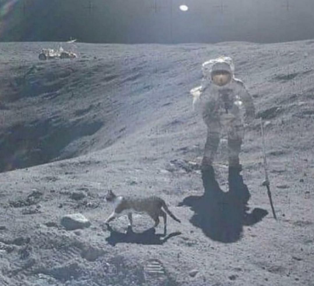 A cat runs on the sets of American moon landing scene, 1969