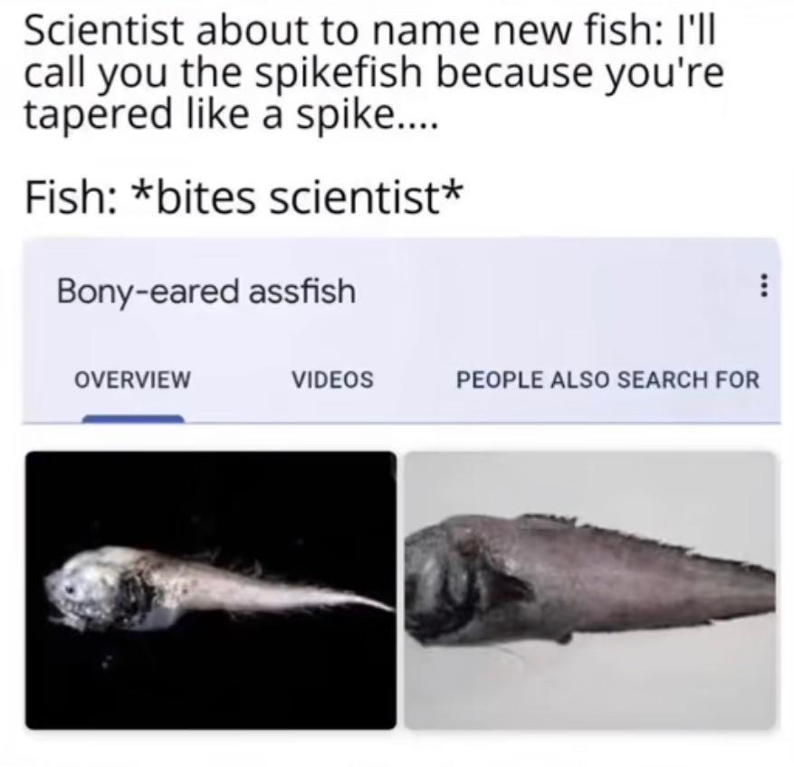 stupid fish