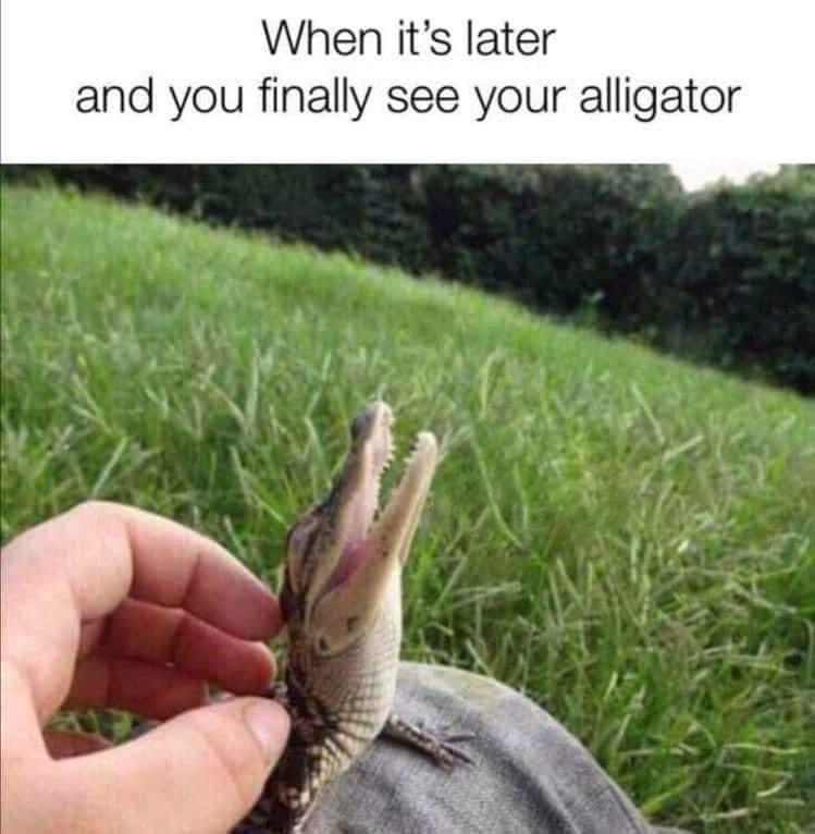 See you later, alligator