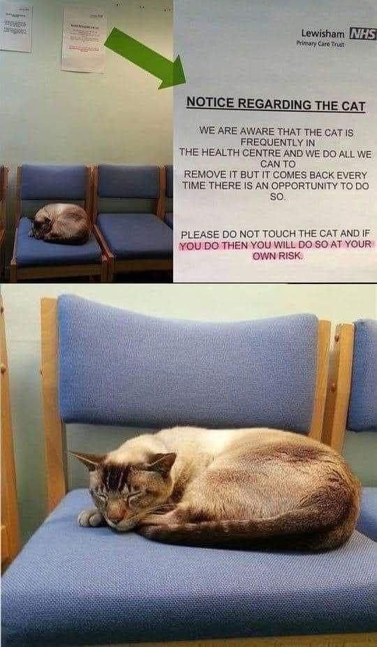 Apparently this cat enjoys sneaking into a health center and napping.