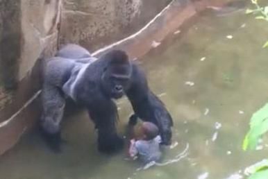 Idiot child falls into gorilla enclosure, ultimately leading to a global societal collapse caused by the monkeypox virus