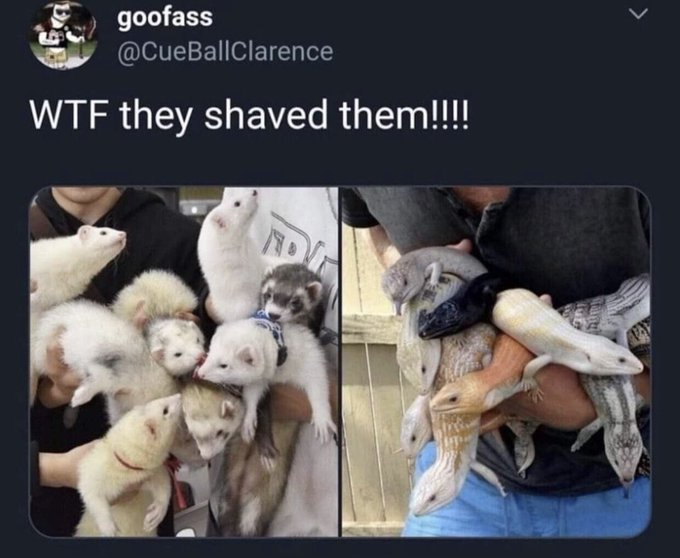 shaving makes them look smaller