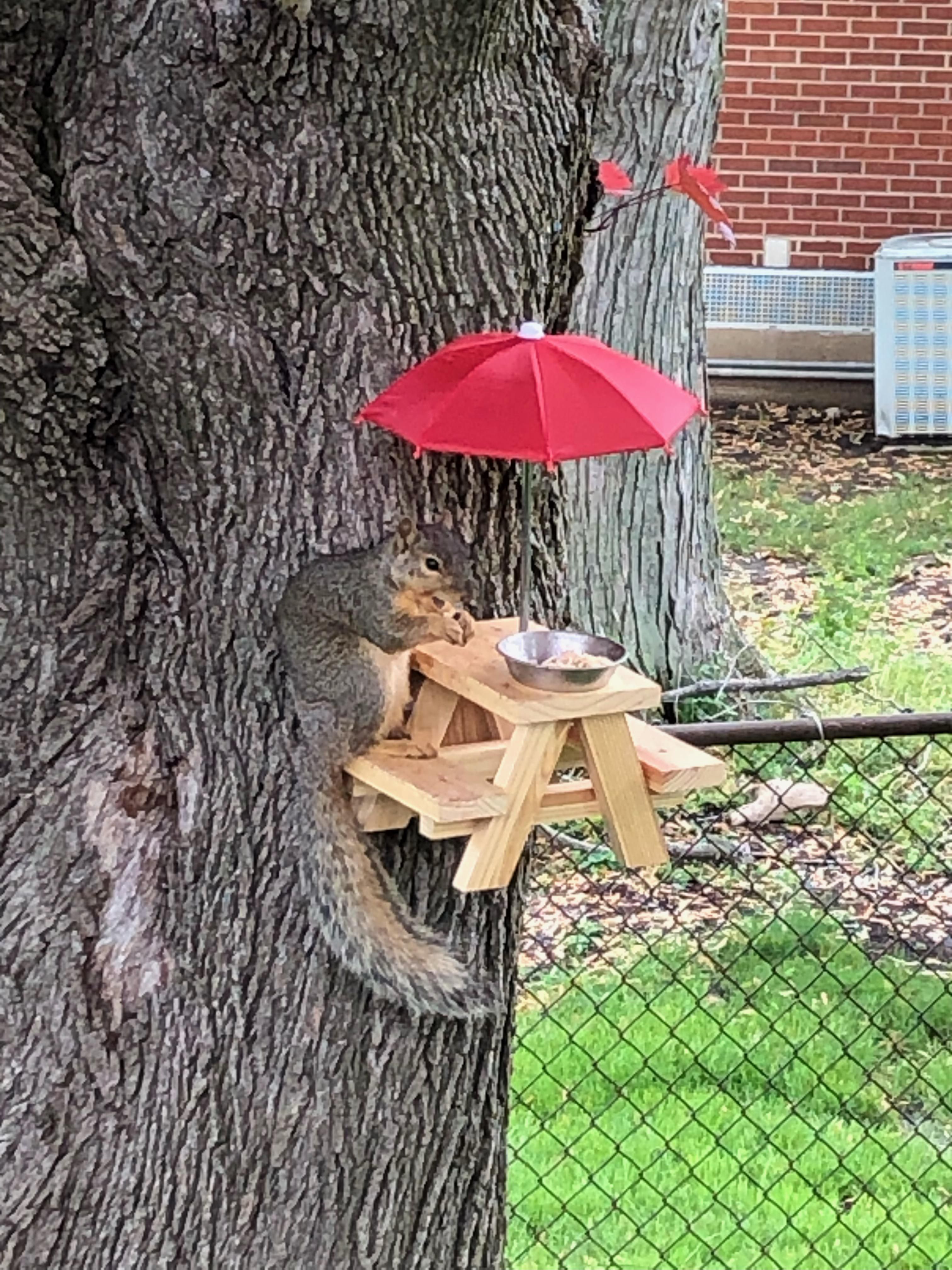 My mom loves feeding the squirrels. Upgraded from a charcuterie board to a full picnic table.