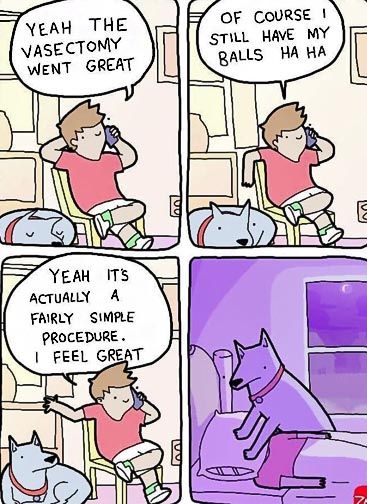 poor doggo