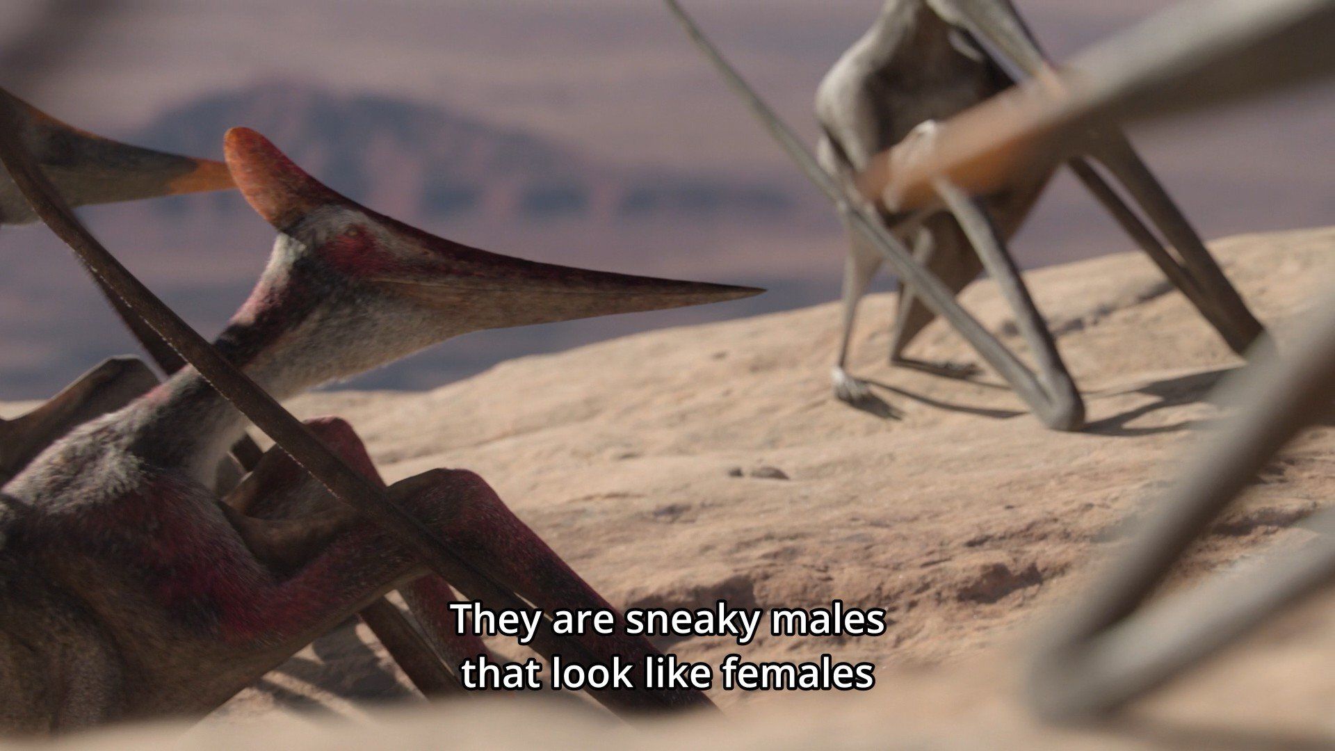 Transceratops
