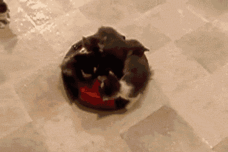 It's a kitten delivery machine