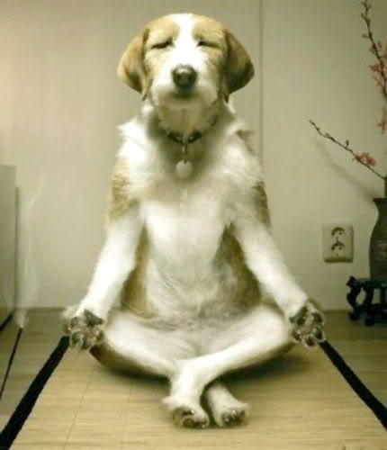 Just dog...