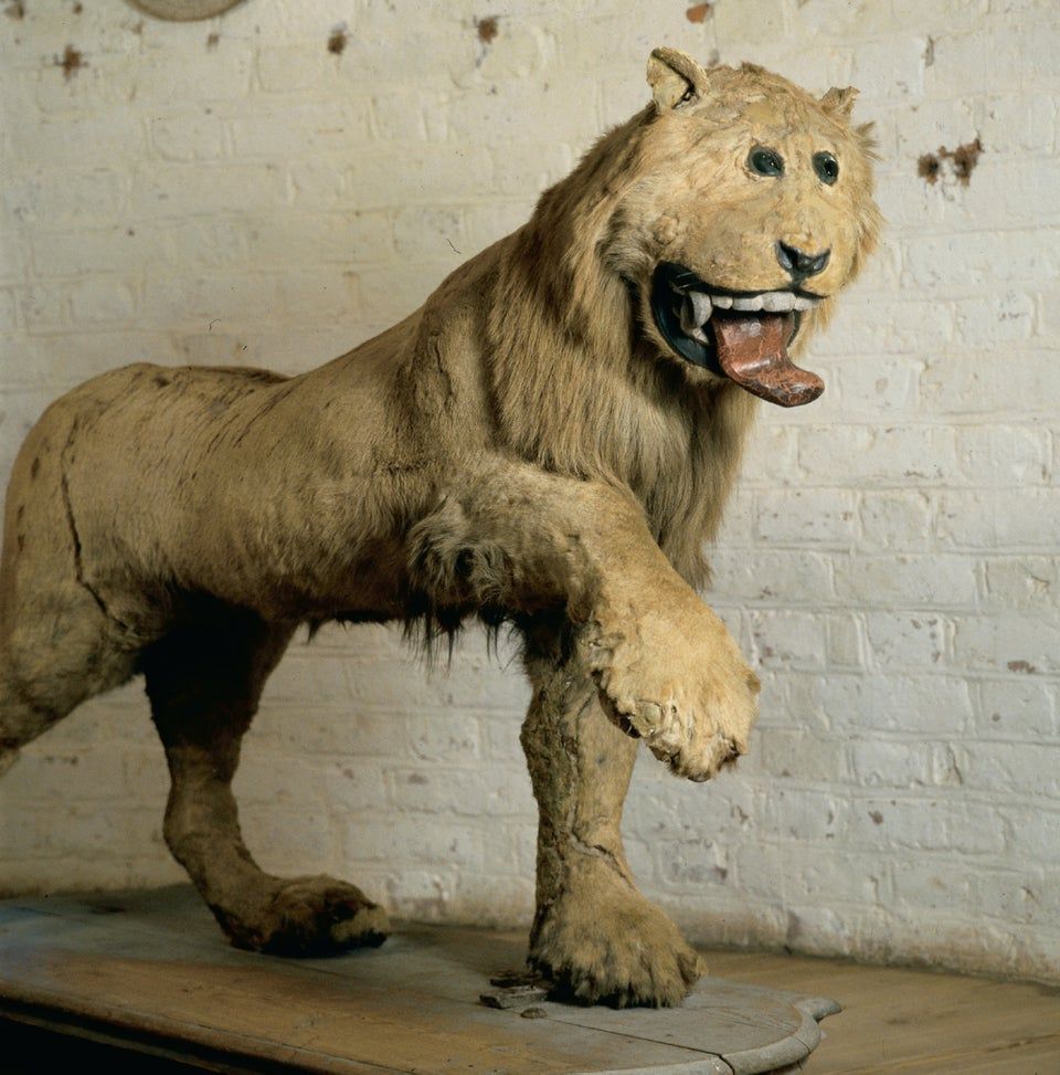 The Lion of Gripsholm Castle, a poorly taxidermied lion from 18th century Sweden.