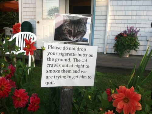 First time i heard of "cigarette butts"