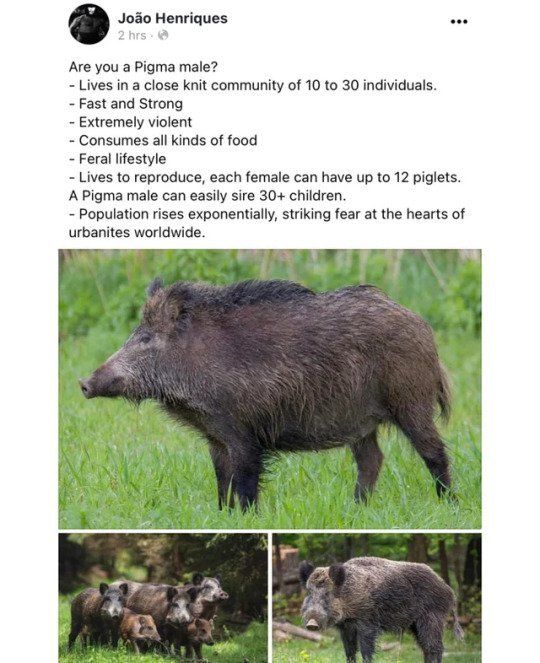 Boar