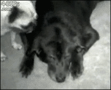 Dogs, the best friends of man. Of man!