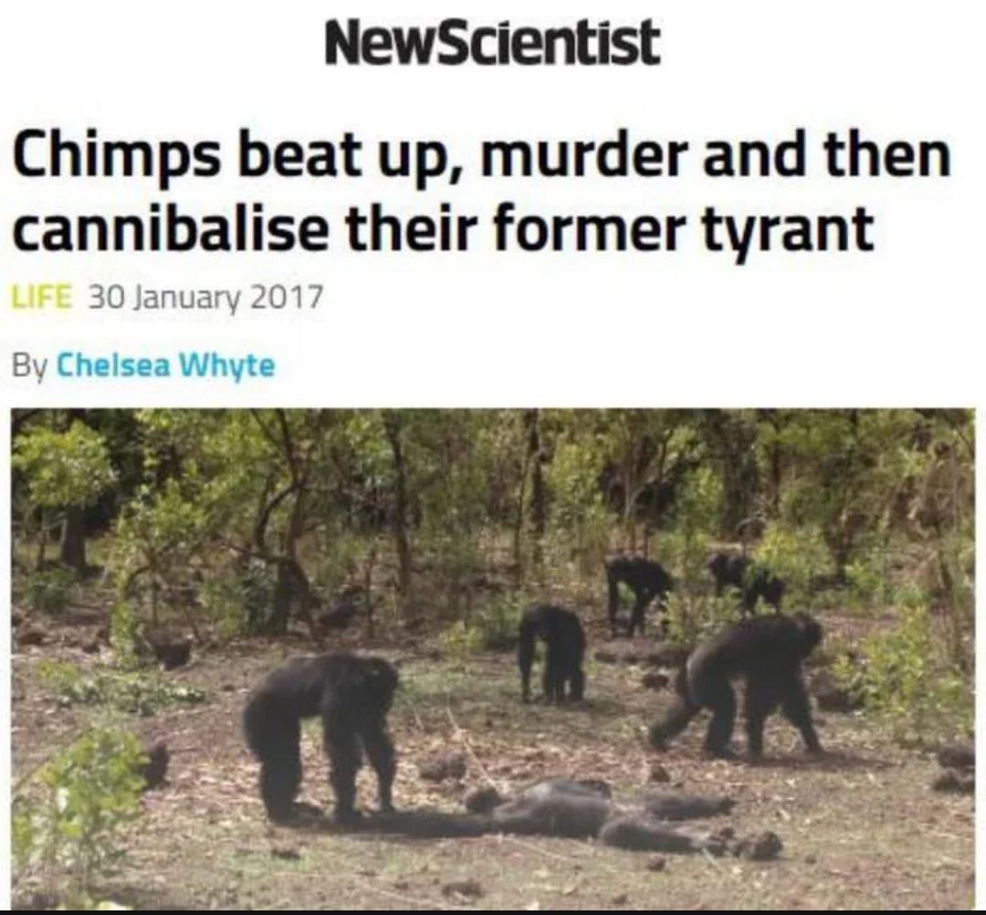 Dutch Chimps