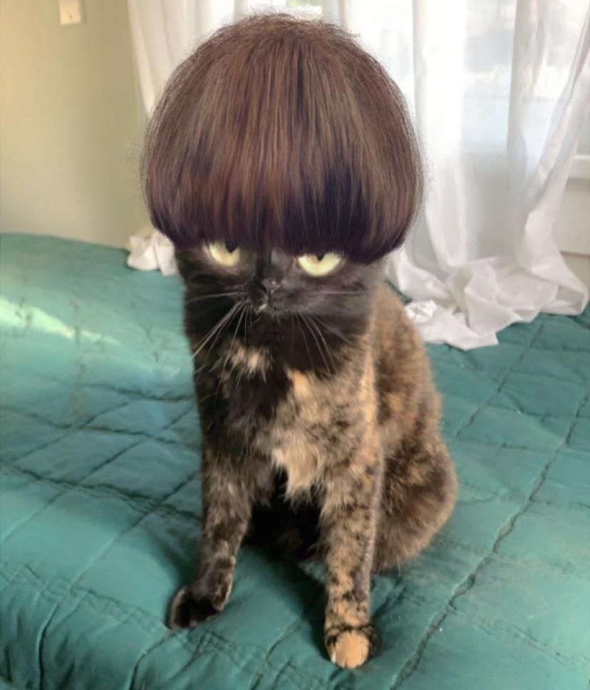 Here’s a picture of my cat with a hair filter