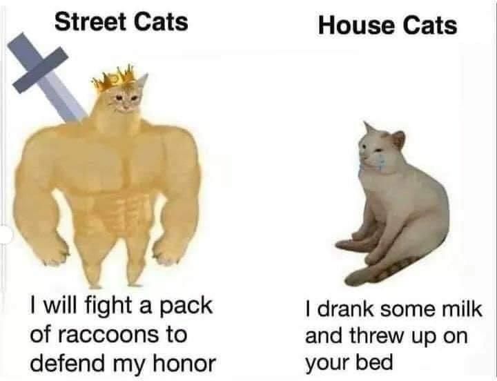 Street cats vs House Cats