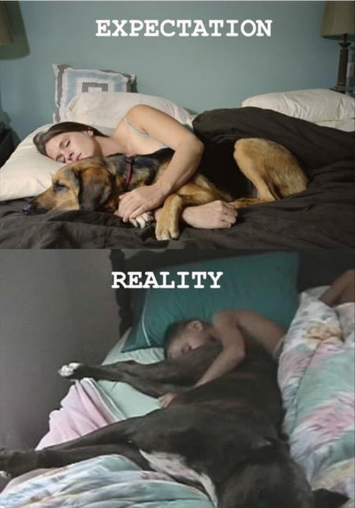 Sleeping with your dog..