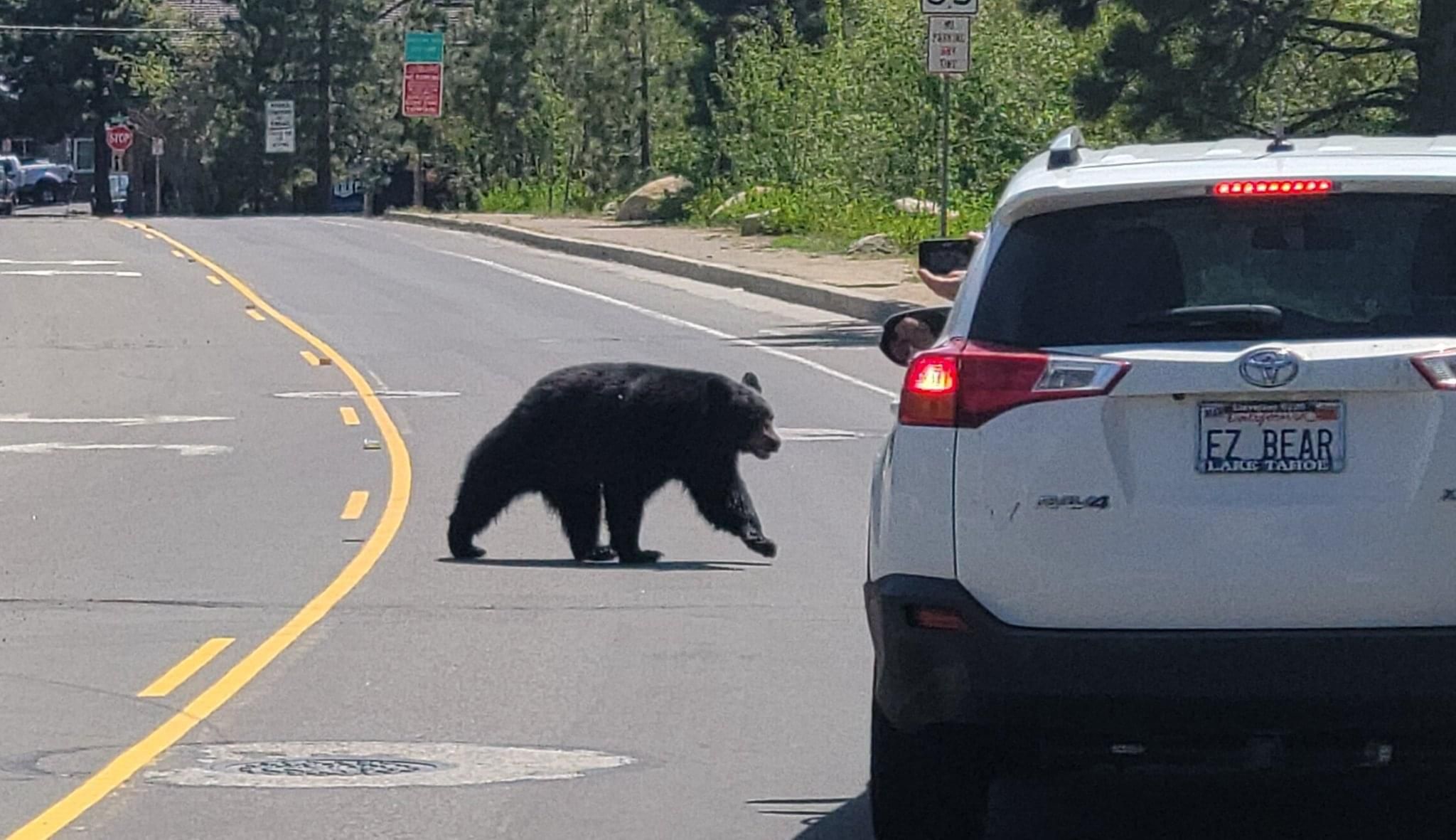 My mom caught this bear in front an appropriate license plate in Lake Tahoe