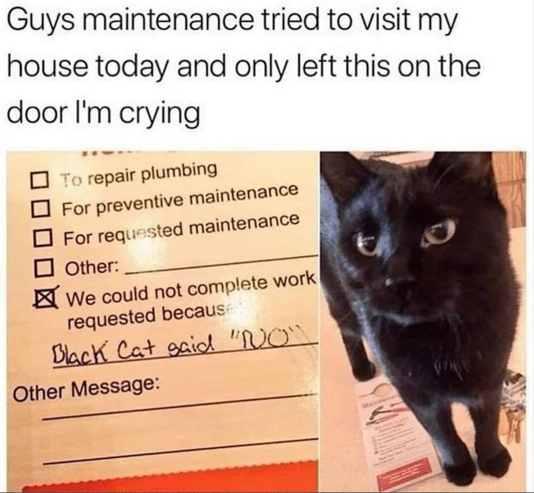 Black cat said no