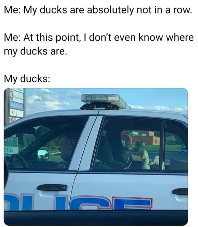 My duckies