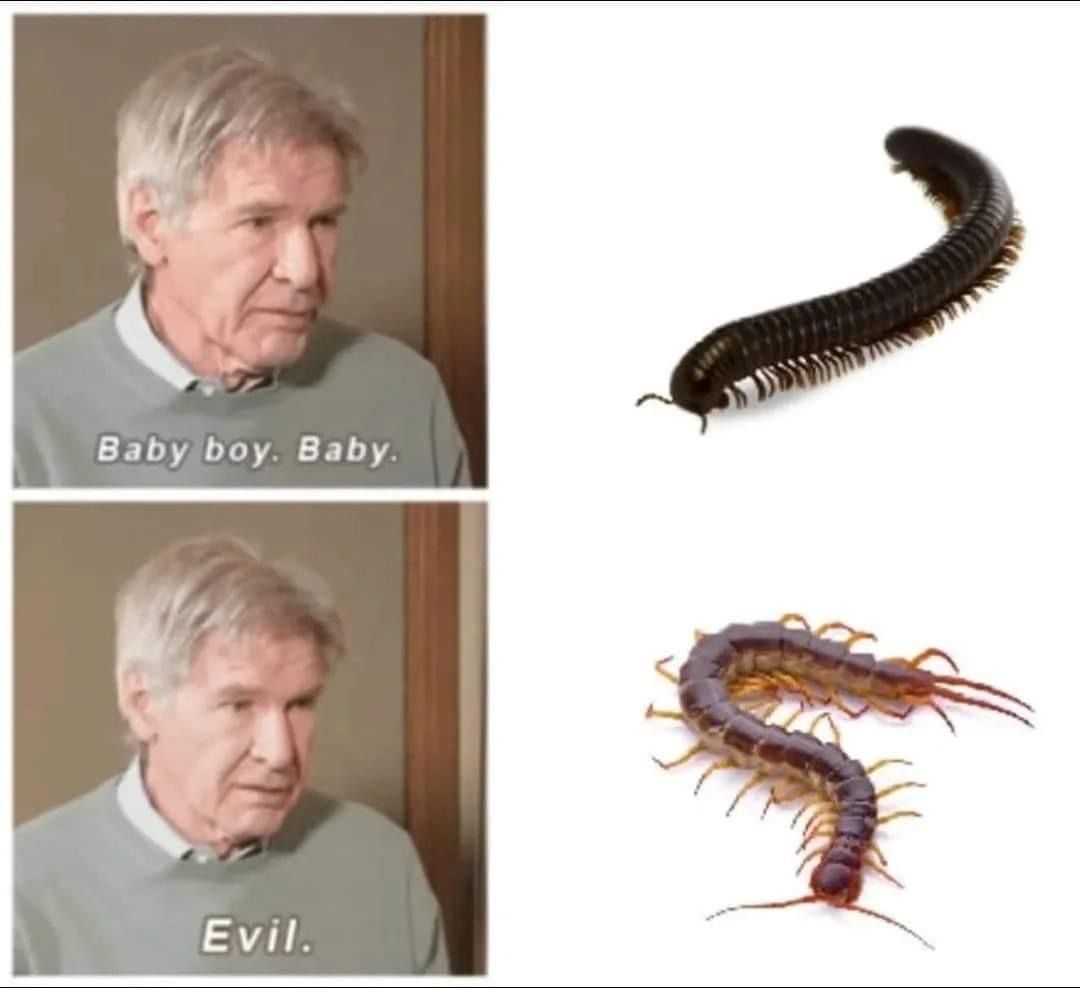 Centipedes are good to have around though