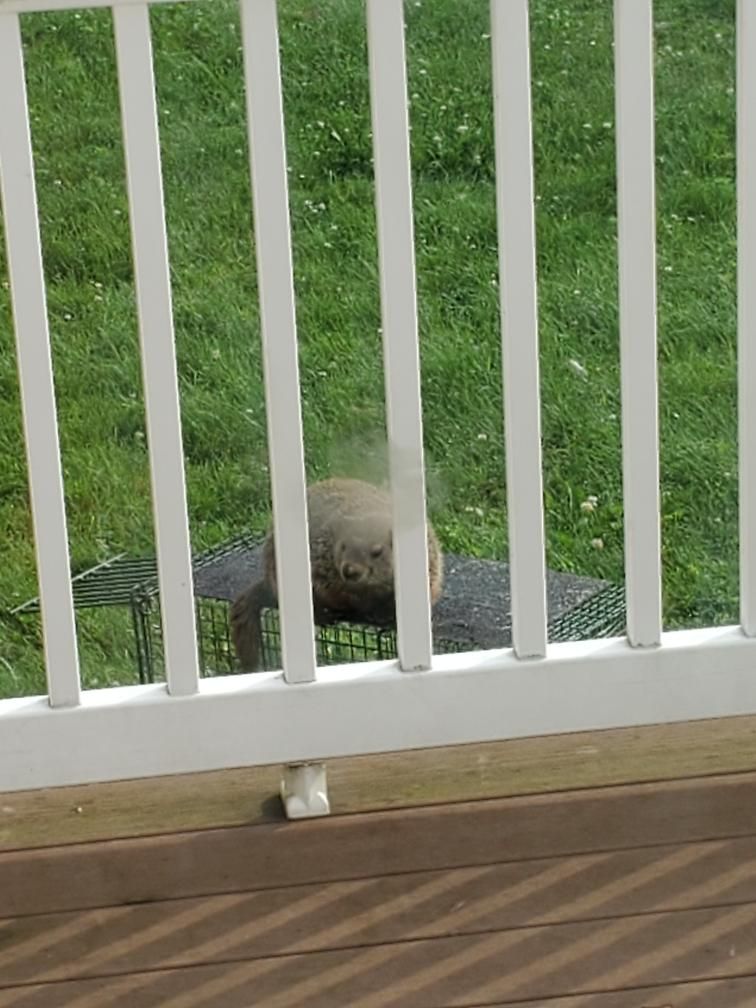 This groundhog taunting my Dad by sitting on his trap.