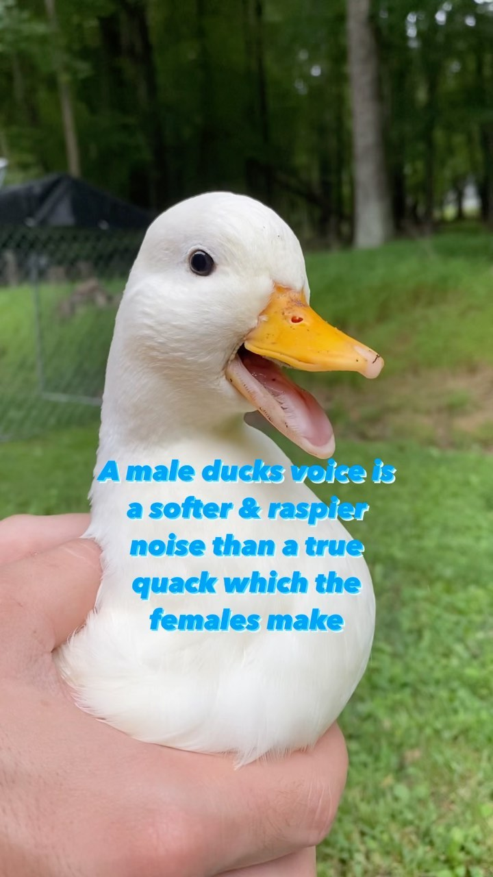 duck facts