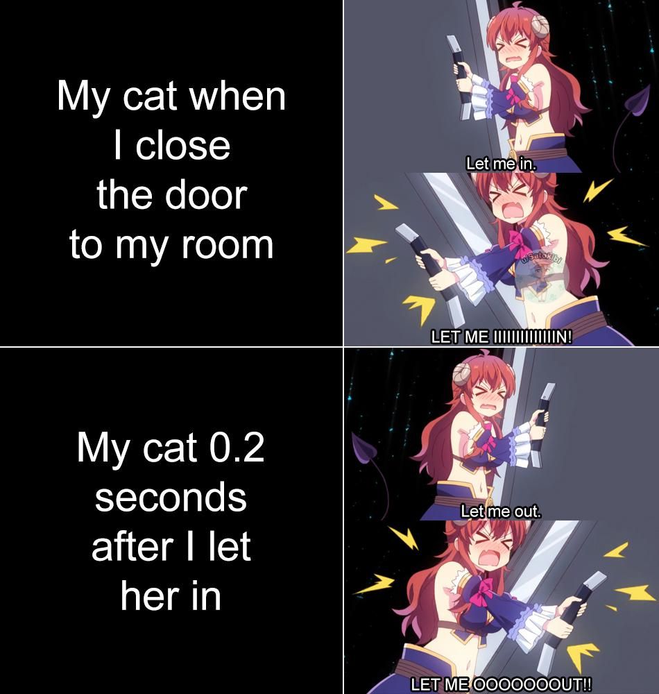 Owning cat in a nutshell