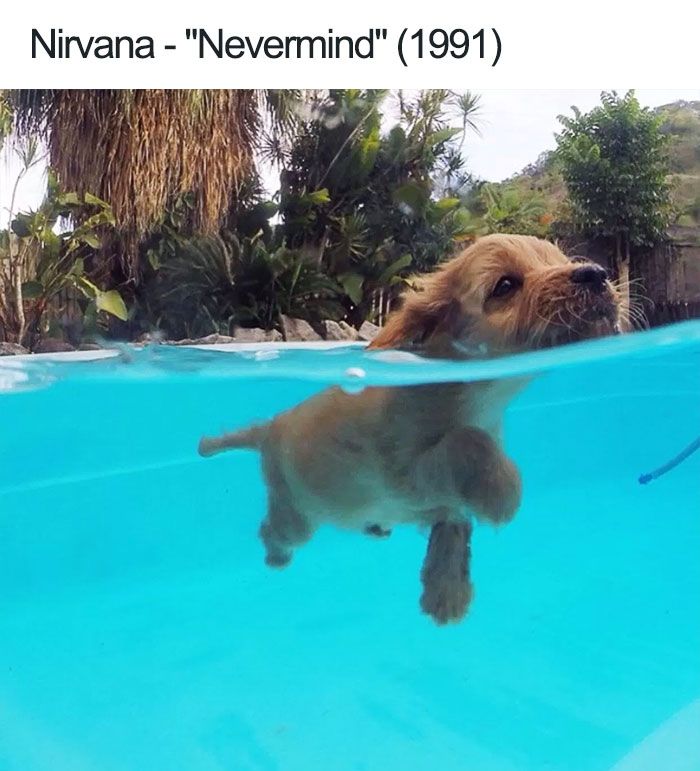 Fact: This pupper did an iconic photoshoot for the 'Nevermind' album cover . He never sued Nirvana and is the goodest of bois.