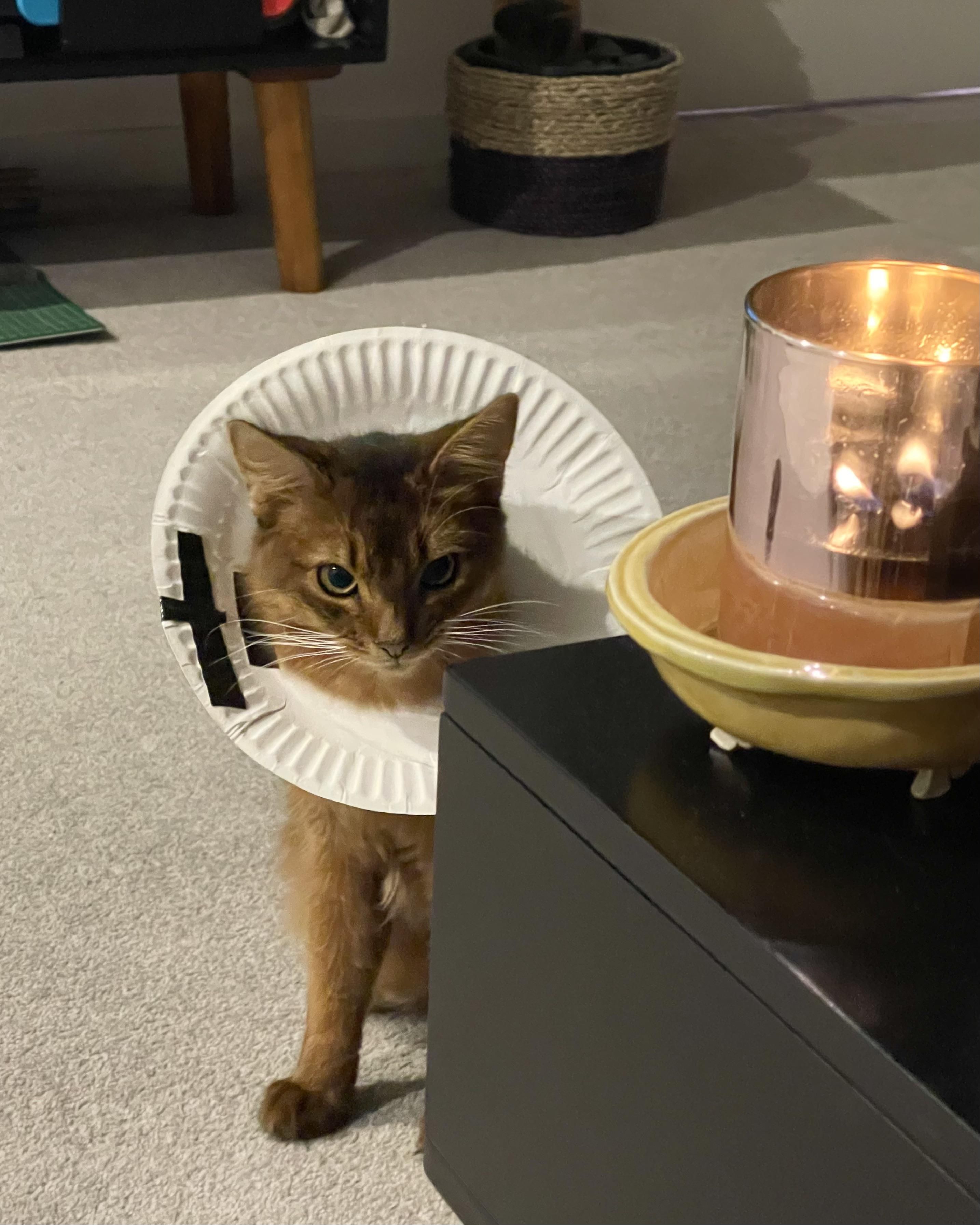 someone is very angry that we had to put a makeshift cone on him for the night