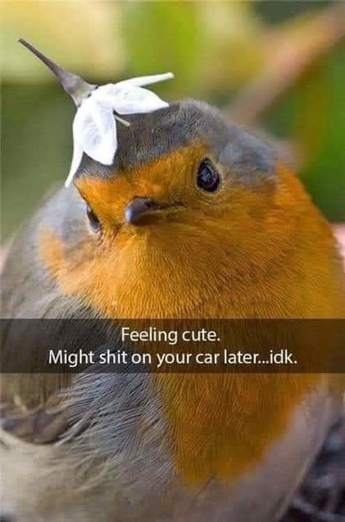 this birb has a point