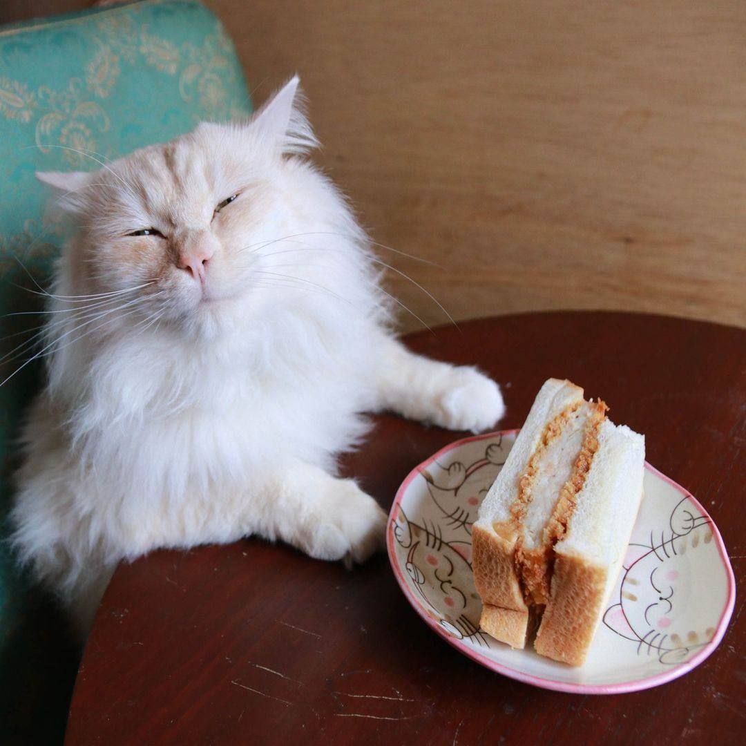 cat not amused