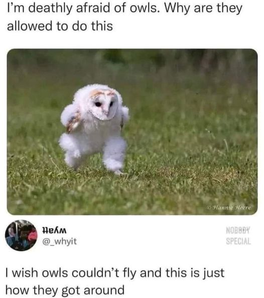 owl