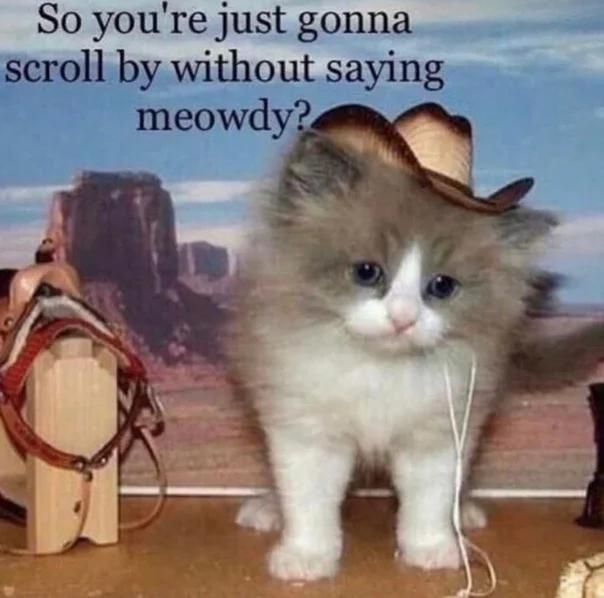 Meowdy partner