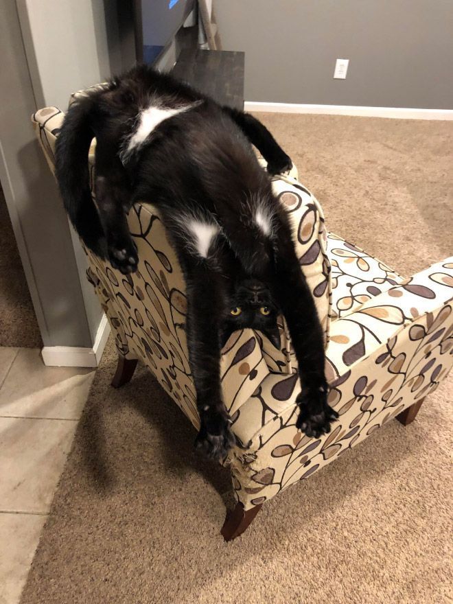 The king of strange positions!
