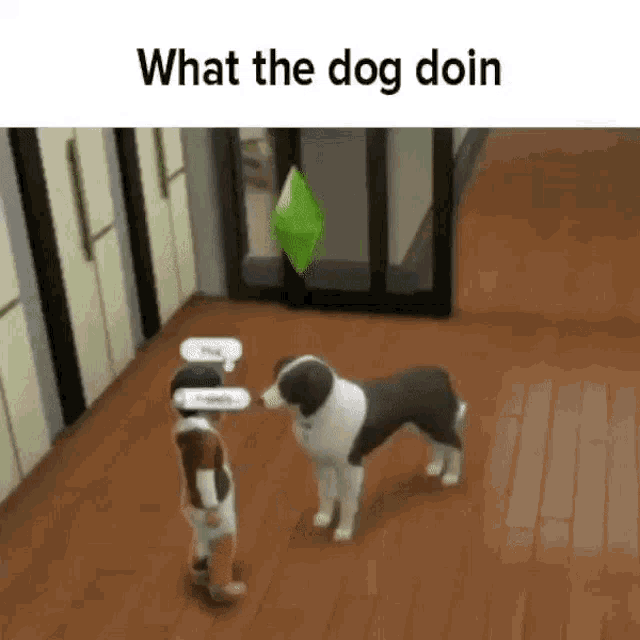 what tha dog doing?