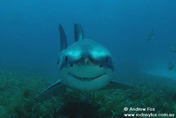 If ever a Great White looked cute, this is it.