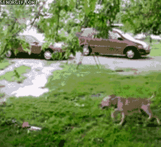 Tarzan's dog has arisen!