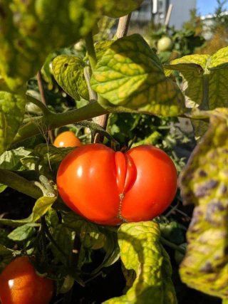 Mass-scale tomato farming before Islamic Revolution. Circa 1975 AD.