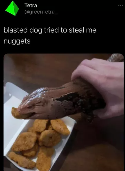 What da dog doin