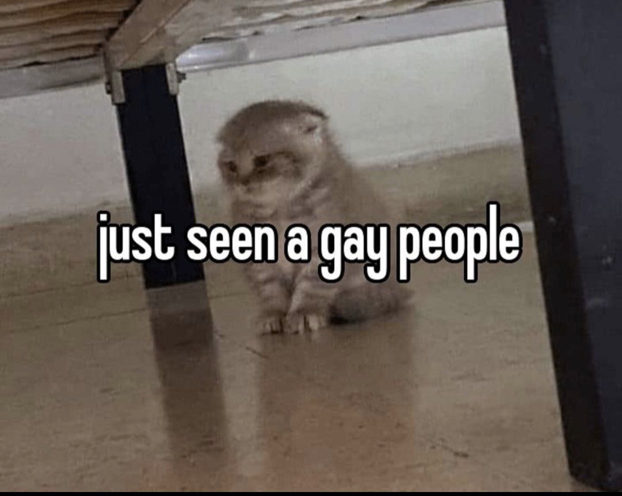 ( ͡°╭ ͟ʖ╮*├┬┴┬┴
