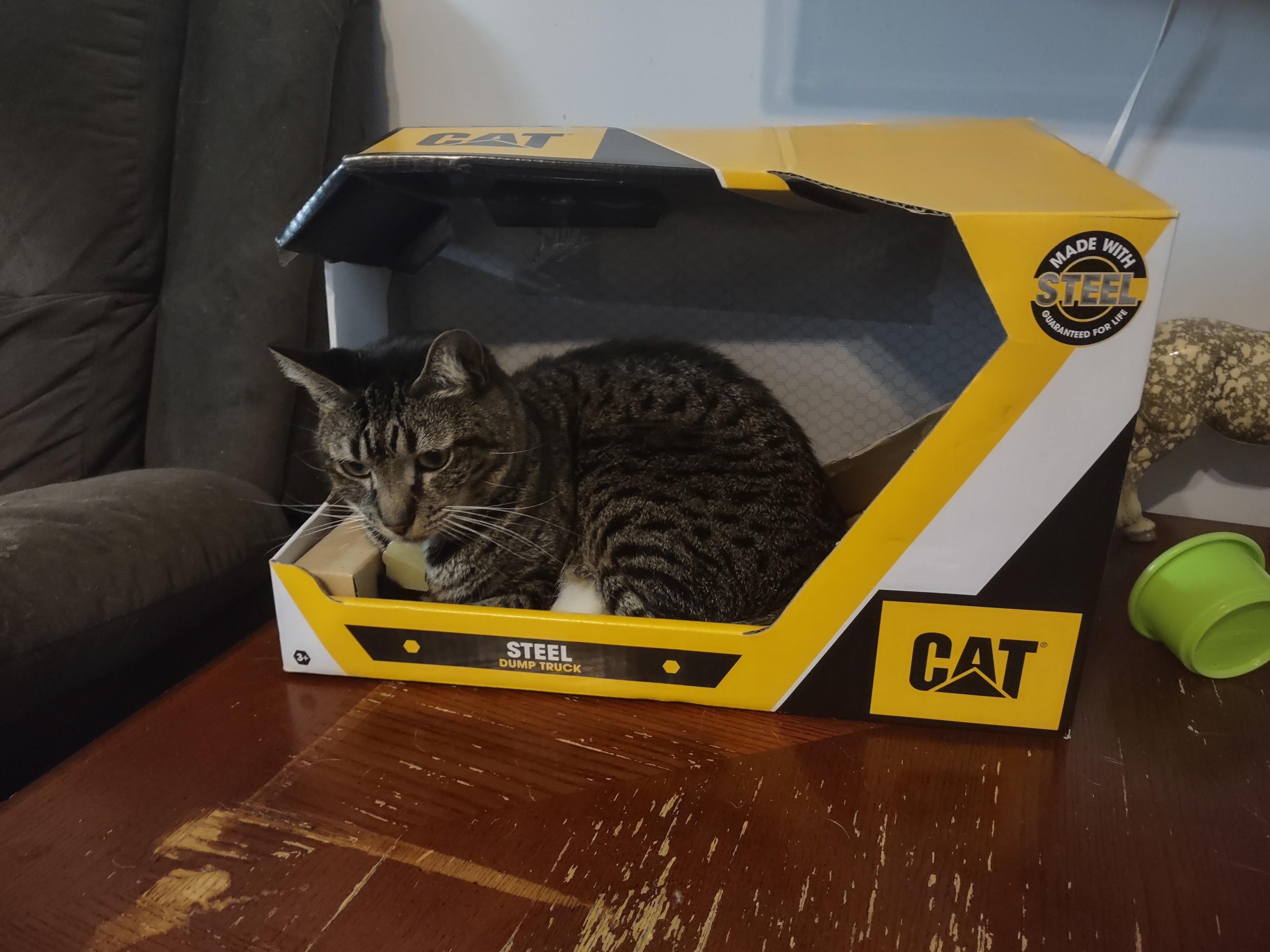 Perfect box for my CAT.