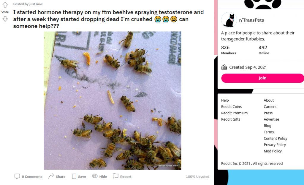 Bees