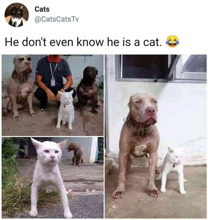 He also eats small children